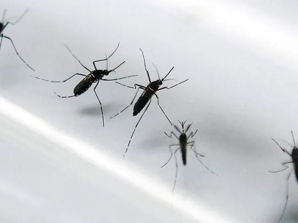 Bolívia confirma 1º caso de zika vírus; paciente esteve no Brasil