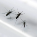 Bolívia confirma 1º caso de zika vírus; paciente esteve no Brasil