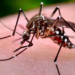 Brasil tem 3 mil casos suspeitos de microcefalia relacionada ao zika