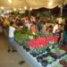 Festival de Flores de Holambra acontece em Rio Branco pela segunda vez