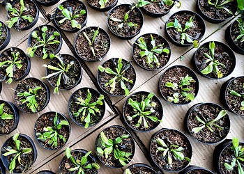 Feira de Holambra dispõe de grande diversidade de plantas e comidas típicas