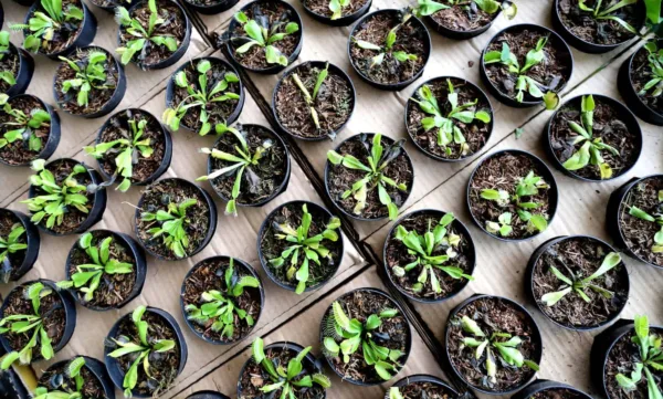 Feira de Holambra dispõe de grande diversidade de plantas e comidas típicas