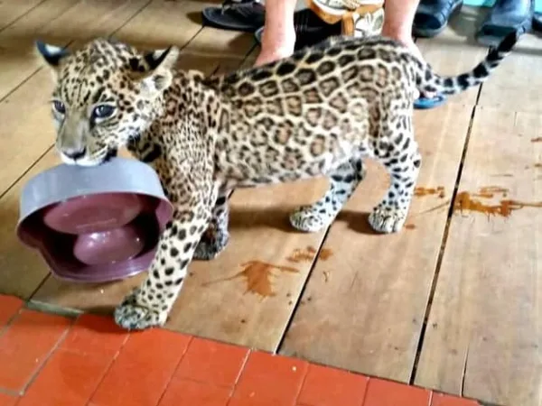 Filhote de onça criado como gato por família é resgatado pela polícia