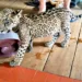 Filhote de onça criado como gato por família é resgatado pela polícia
