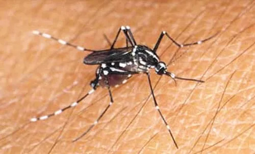 Rio Branco registra aumento de 164% nos casos notificados de Dengue