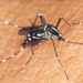Decreto do estado de emergência contra as doenças causadas pelo Aedes é publicado no Diário Oficial