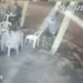 Trio chegou ao bar a pé e roubou os pertences dos clientes. (Foto: Reprodução)