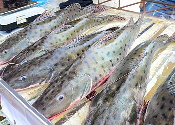 Comunidades do Panorama e Quixadá realizam Feira do Peixe e Agricultura Familiar