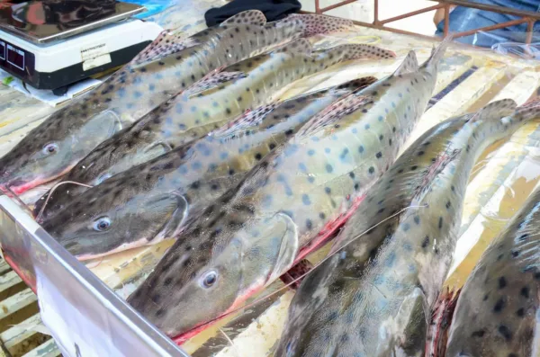 Comunidades do Panorama e Quixadá realizam Feira do Peixe e Agricultura Familiar