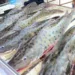 Comunidades do Panorama e Quixadá realizam Feira do Peixe e Agricultura Familiar