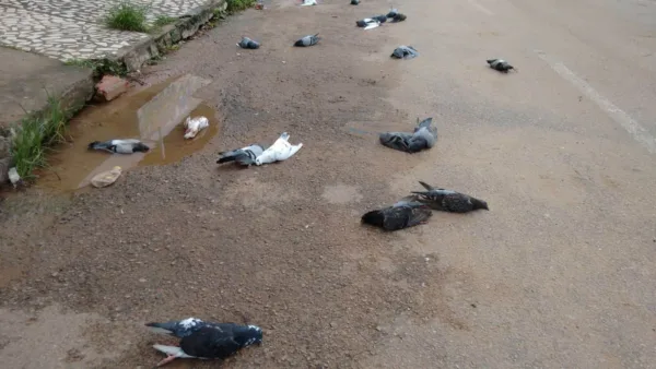 Dezenas de pombos são encontrados mortos na Rua Coronel Alexandrino