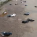 Dezenas de pombos são encontrados mortos na Rua Coronel Alexandrino