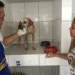 Existe amor em Rio Branco: há 4 anos Associação se dedica a salvar animais abandonados