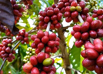 Polo cafeeiro do Acre é Acrelândia, seguido de Brasileia