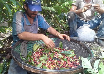 Concurso de Qualidade de Café vai premiar produtores do Acre