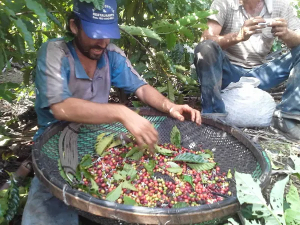 Concurso de Qualidade de Café vai premiar produtores do Acre