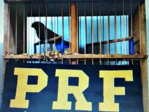 Ave silvestre é apreendida durante abordagem em rodovia