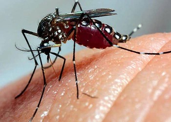 No Acre, 14 casos de zika vírus foram confirmados; Saúde deve intensificar ações de combate