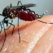 No Acre, 14 casos de zika vírus foram confirmados; Saúde deve intensificar ações de combate