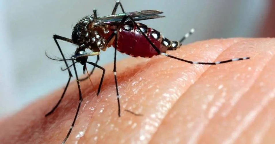 No Acre, 14 casos de zika vírus foram confirmados; Saúde deve intensificar ações de combate
