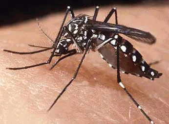 Edvaldo Magalhães quer esclarecimentos da Saúde sobre epidemia de dengue nos vales do Envira e Juruá