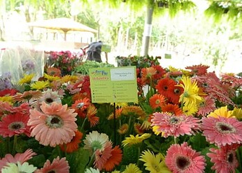 Festival Flores de Holambra traz cor e vida à Rio Branco mais uma vez