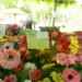 Festival Flores de Holambra traz cor e vida à Rio Branco mais uma vez