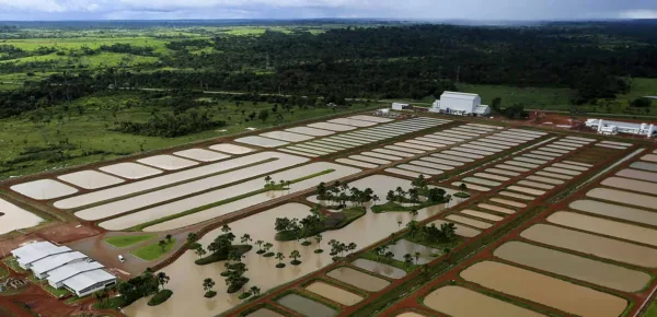 Peixes exóticos da Amazônia se preparam para ser medalha de ouro nas Olimpíadas