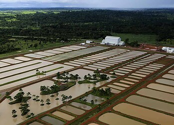 Peixes exóticos da Amazônia se preparam para ser medalha de ouro nas Olimpíadas