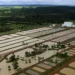 Peixes exóticos da Amazônia se preparam para ser medalha de ouro nas Olimpíadas