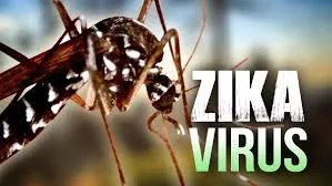 Pesquisadores da USP comprovam que vírus Zika causa má formação em fetos