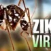Pesquisadores da USP comprovam que vírus Zika causa má formação em fetos