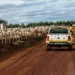 Rally da Pecuária estuda e orienta produtores de gado no Acre