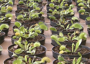 Festival de Flores de Holambra termina neste domingo