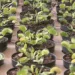 Festival de Flores de Holambra termina neste domingo