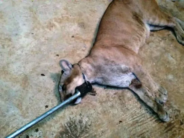 Onça-parda foge da jaula em Parque Chico Mendes, mas é recuperada ainda nesta segunda-feira, 27