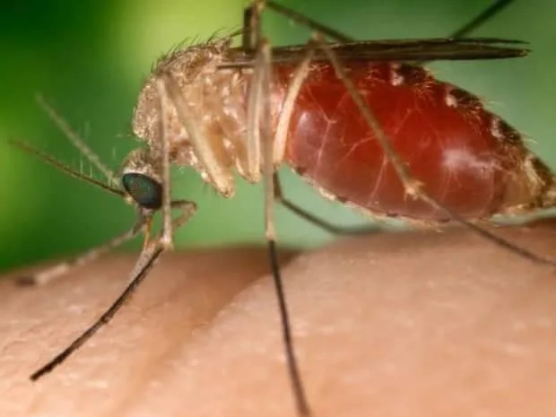 Fiocruz aponta mosquito comum como potencial transmissor de zika