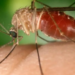 Fiocruz aponta mosquito comum como potencial transmissor de zika