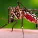 Acre lidera ranking nacional de incidência de zika vírus, com maior número de casos por habitante no país