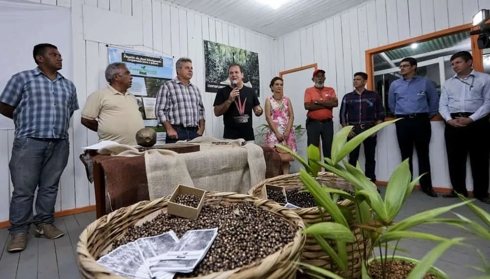 Governo anuncia plantio de 300 hectares de açaí no Alto e Baixo Acre