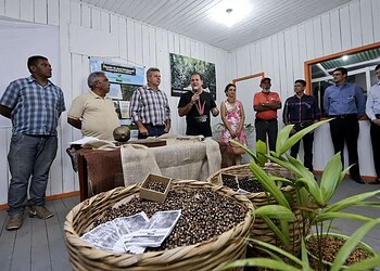 Governo anuncia plantio de 300 hectares de açaí no Alto e Baixo Acre