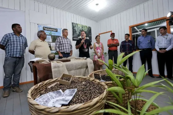 Governo anuncia plantio de 300 hectares de açaí no Alto e Baixo Acre