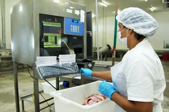 Peixes da Amazônia pode exportar produção para outros países