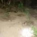 Polícia Militar encontra 16 mudas de maconha na zona rural de Rio Branco