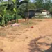 Crime ocorreu na tarde desta quarta-feira (3) em Rio Branco (Foto Yuri Marcel G1)