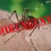 Rio Branco é o município que mais apresenta casos de chikungunya com 74%