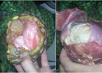 Peruano é preso com cerca de 7 kg de cocaína escondida em abacaxis e cebolas