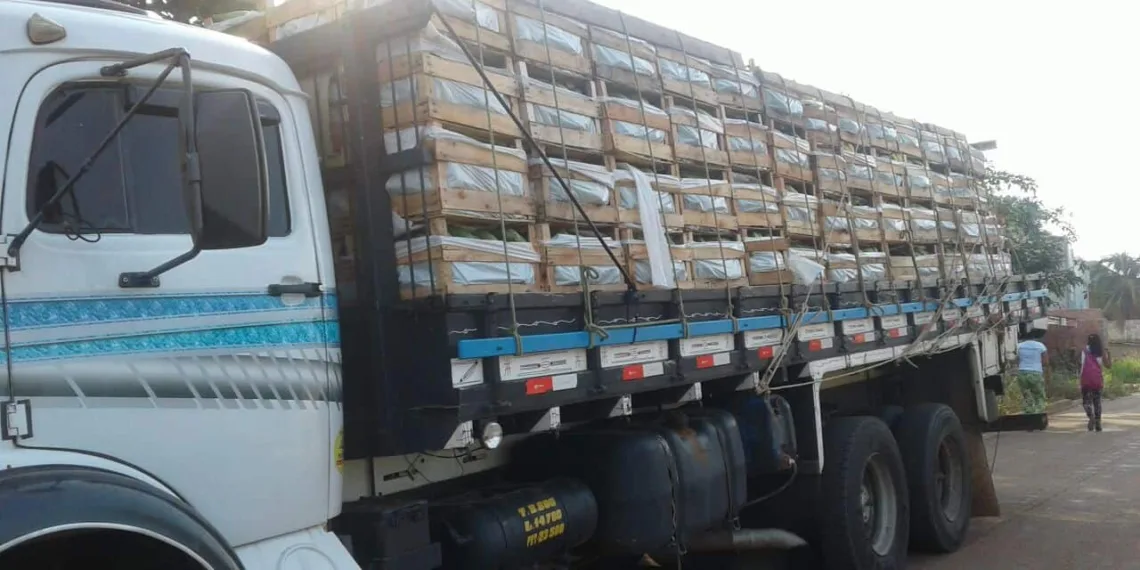 Família de Acrelândia vende banana acreana para Cuiabá e Manaus