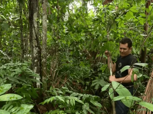Polícia descobre plantação de folha de coca a 1 km de quartel da PM