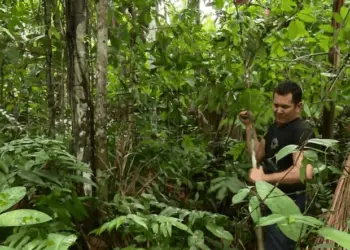 Polícia descobre plantação de folha de coca a 1 km de quartel da PM